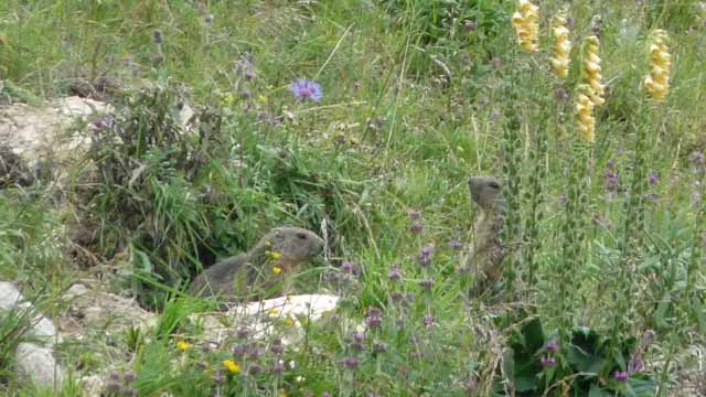 Marmottes