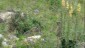 Marmottes